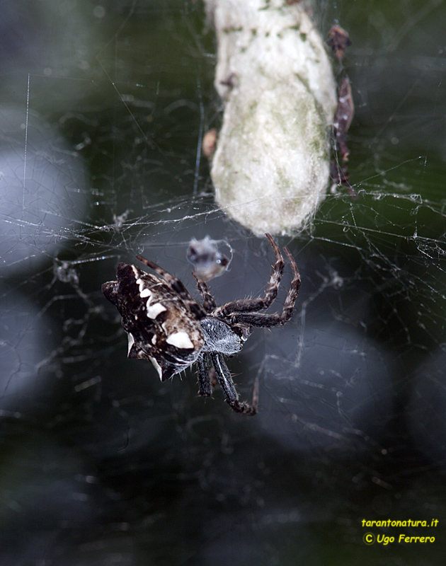 Cyrtophora citricola; Argyrodes sp.